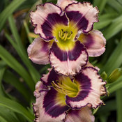 hemerocallis_sound_of_my_heart_apj19_6.jpg