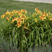 'Tiger Swirl' Daylily