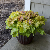 Dolce® 'Apple Twist' - Coral Bells - Heuchera hybrid