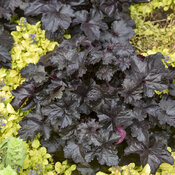 heuchera_black_pearl_apj22_1.jpg