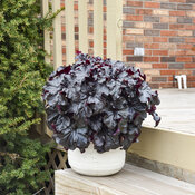 Heuchera Dressed Up Evening Gown
