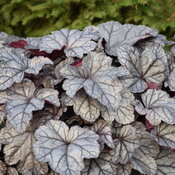 Dolce® 'Frosted Berry' - Coral Bells - Heuchera hybrid