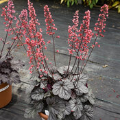 Thumbnail of Tag Image: Heuchera Dolce Glazed and Infused
