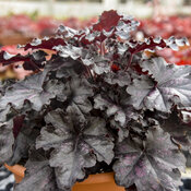 Thumbnail of Dolce® 'Sultry Night' - Coral Bells - Heuchera hybrid