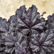 Thumbnail of Close-up: Heuchera Dolce Sultry Night