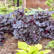 Thumbnail of Landscape: Heuchera Dolce Sultry Night Coral Bells