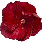 hibiscus-cranberry-crush-01.jpg