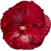 hibiscus-cranberry-crush-03.jpg