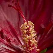 hibiscus-cranberry-crush-04.jpg