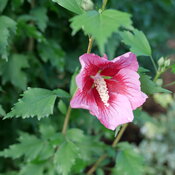 hibiscus-red-pillar-3.jpg
