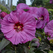 'Berry Awesome' Hibiscus