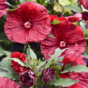 'Blackberry Merlot' - Rose Mallow - Hibiscus hybrid
