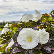 Summerific® 'Cookies and Cream' - Rose Mallow - Hibiscus hybrid