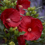 Summerific® 'Cranberry Crush' - Rose Mallow - Hibiscus hybrid