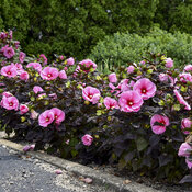 Summerific® 'Edge of Night' - Rose Mallow - Hibiscus hybrid