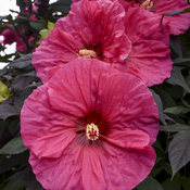 hibiscus_evening_rose_apj18_4.jpg