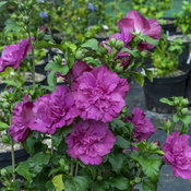 Magenta Chiffon® - Rose of Sharon - Hibiscus syriacus