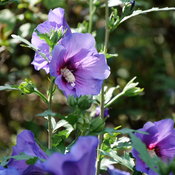 hibiscus_paraplu_violet_p1078653.jpg