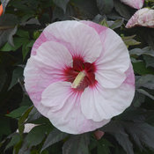 Summerific® 'Perfect Storm' - Rose Mallow - Hibiscus hybrid