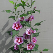 hibiscus_purple_pillar_rose_sharon_habit.jpg