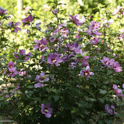 hibiscus_purple_satin_rose_sharon.jpg