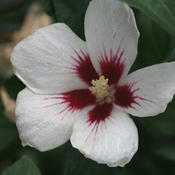 hibiscuslilkimbloom4805.jpg