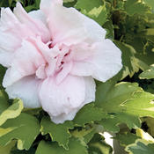 hibiscussugartip.jpg