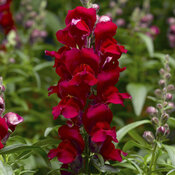 Snaptastic™ Red - Snapdragon