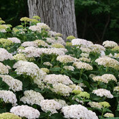 A blend of white and light green flowers are atop a group of Invincibelle Wee Wh