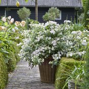 White flowering Fairytrail Bride hydrangea planted in a pot placed on pathway.