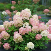 Fire Light Tidbit hydrangea in its early stage of bloom color, which is pink.