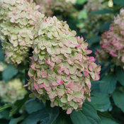 The mophead green and pink flowers of Limelight Prime panicle hydrangea