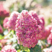 The bright pink tones of Limelight Prime hydrangea, an improved version of Limel