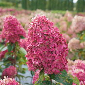 Limelight Prime hydrangea flowers in full color in a landscape