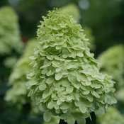 The green mophead flowers of Limelight Prime panicle hydrangea.