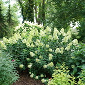 A landscape with Limelight Prime panicle hydrangea in it.