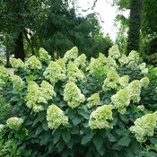 Limelight Prime® - Panicle Hydrangea - Hydrangea paniculata