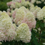 The mophead flowers of Limelight Prime panicle hydrangea just starting to take o