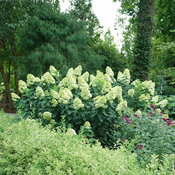 Limelight Prime panicle hydrangea blooming in a landscape.