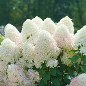 The numerous cone-shaped flowers of Quick Fire Fab panicle hydrangea, the earlie