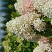 The large mophead blooms of Quick Fire Fab panicle hydrangea beginning to develo