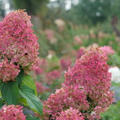 The large mophead blooms of Quick Fire Fab hydrangea turning bright pink in autu