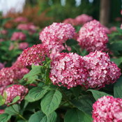 Invincibelle® Ruby - Smooth hydrangea - Hydrangea arborescens