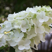 The white mophead flower of Fire Light panicle hydrangea