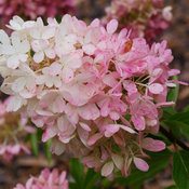 Closeup of the bi-color flowers of Zinfin Doll panicle hydrangea.