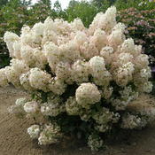 Bobo hydrangea in bloom