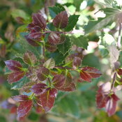 A branch of shiny evergreen foliage with red tints on Castle Rouge holly.