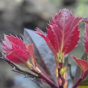 Fiery burgundy tones on Castle Rouge holly.