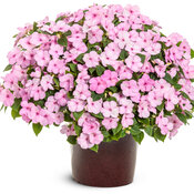 Soprano® Pastel Pink - bedding impatiens
