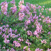 Infinitini® Orchid - Crapemyrtle - Lagerstroemia indica